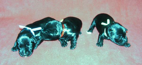 Black Mini - "R" Litter Dolina RIvendell FCI Male10d2