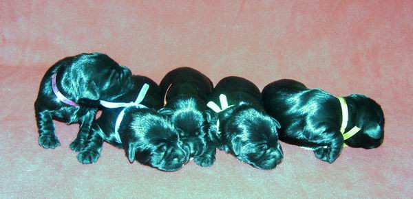 Black Mini - "R" Litter Dolina RIvendell FCI Miotr10