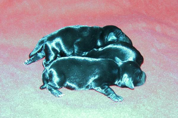 Black Mini - "R" Litter Dolina RIvendell FCI Miotr3