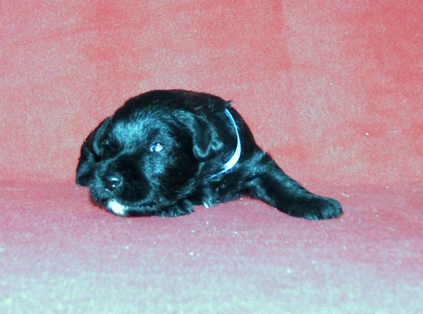 Black Mini - "R" Litter Dolina RIvendell FCI Nieb20d2