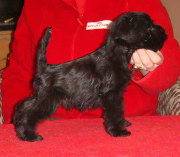 Blak puppies with b-s sign ;) Male2_7t