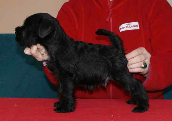 BLACK Mini Schnauzers - Litter "Z" - Kennel Dolina RIvendell PL Male1_2m