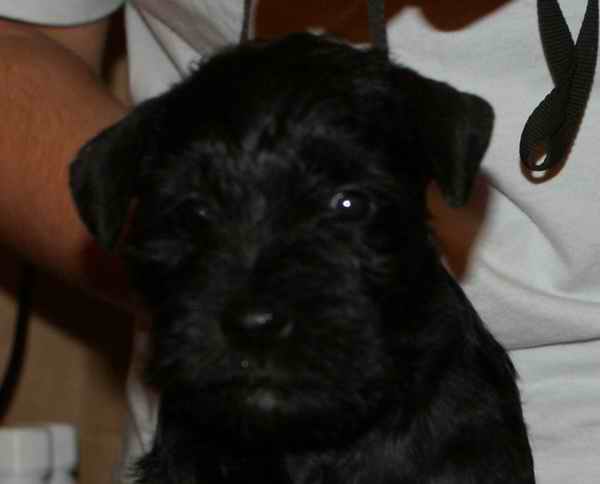 BLACK Mini Schnauzers - Litter "Z" - Kennel Dolina RIvendell PL Suka_duza2