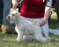 WHITE Mini Schnauzers - Litter A1 - in DOlina RIvendell Kennel Taboo