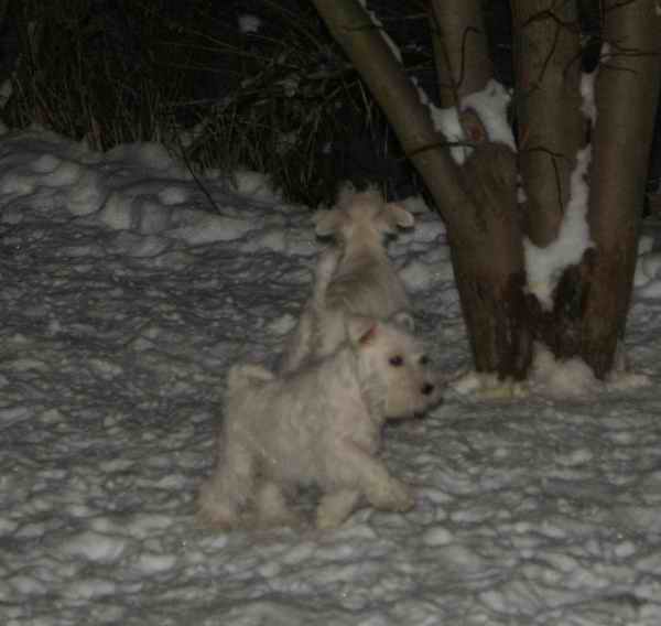 WHITE Mini Schnauzers - Litter A1 - in DOlina RIvendell Kennel Zima2