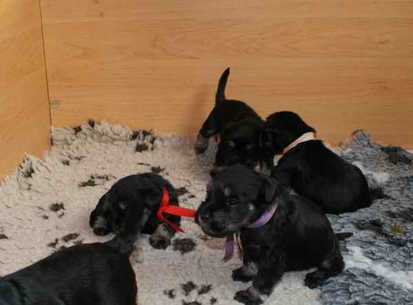 BLACK-SILVER Litter "C1" Dolina RIvendell Kennel Miotc13