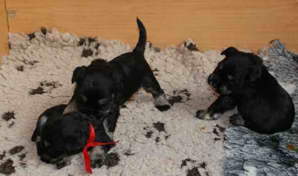 BLACK-SILVER Litter "C1" Dolina RIvendell Kennel Miotc9