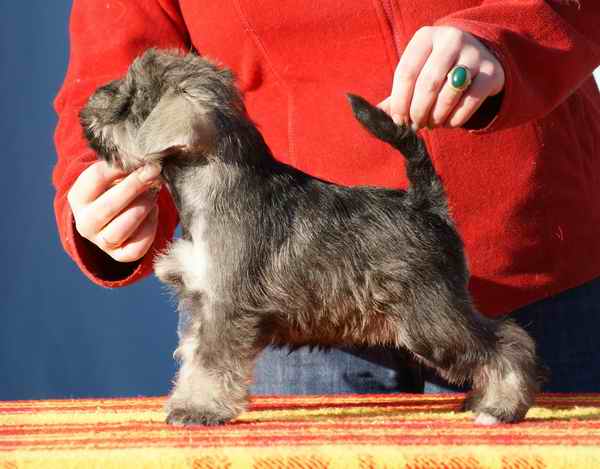 PS MALE - Miniature Schnauzer Blizniak1a