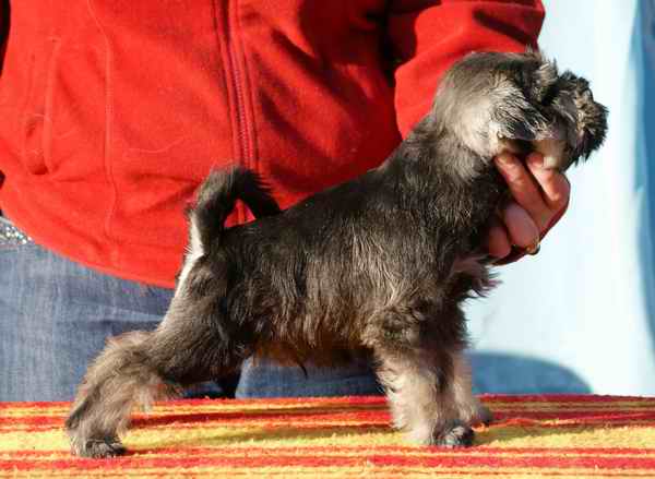 PS MALE - Miniature Schnauzer Blizniak2a