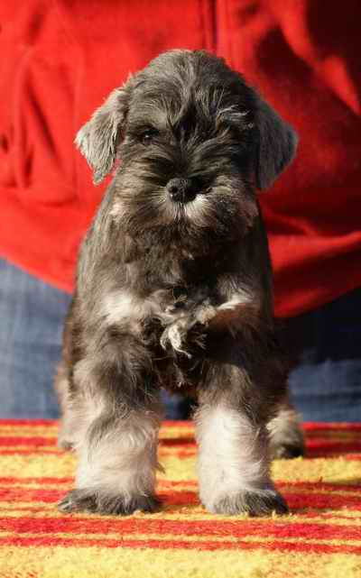 PS MALE - Miniature Schnauzer Blizniak2b