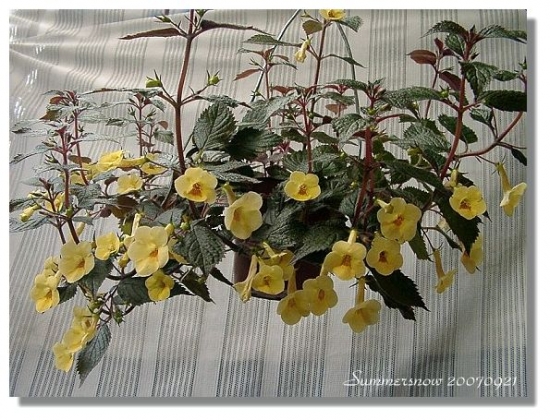 Achimenes grandiflora Achimenes_Yellow_Beauty_Summersnow_3