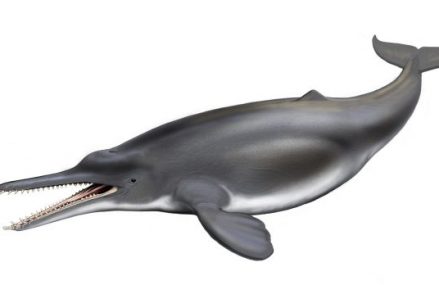 Rock ( Nouveau personage de Grim) Prehistoric-dolphin-439x285