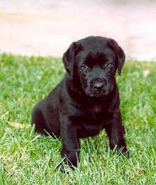 P S I Labrador_retriver_crni_166