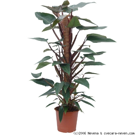 Filadendron Philodendron-mandianum-bg_121