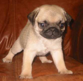 P S I Pug_pups_03a_128