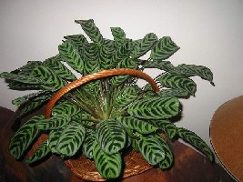 Maranta T_maranta_131