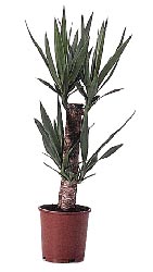 Drvo zivota - Yucca Yucca-drvo-zivota_135