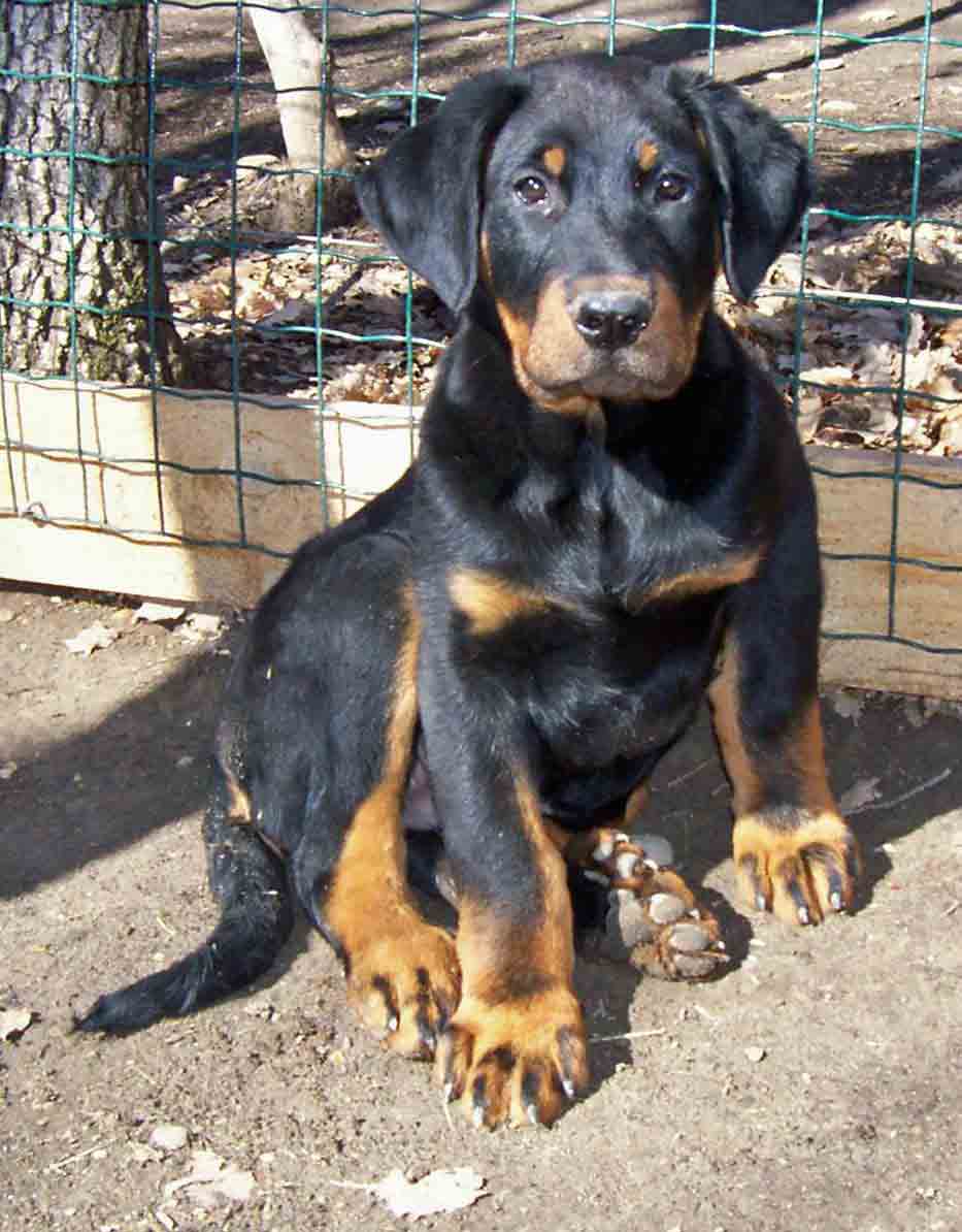 Catalogue Et Horaires De L'Animalerie " Les Copains De Niji" Chiot-bingo-2-mois--et-demi