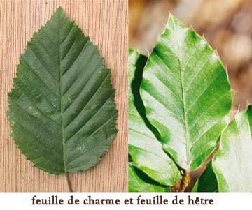 charme ou  hetre ? Comparatif-feuilles