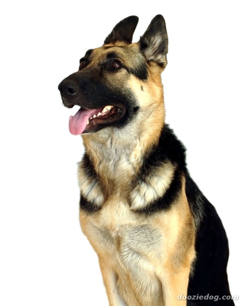 موسوعة صوركلاب الجيرمن شيبرد German-Shepherd-44