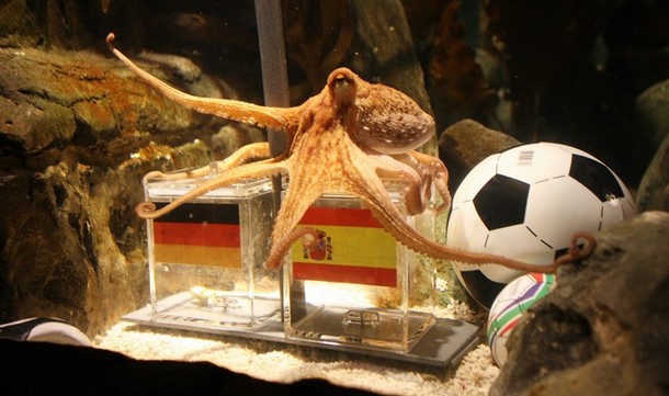 الألمان يطالبون بقتل الأخطبوط بول صاحب التوقعات..  Octopus-paul
