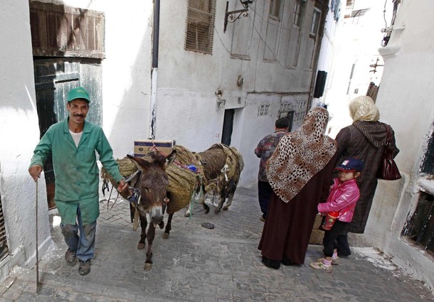 يوم في القصبة Donkeys