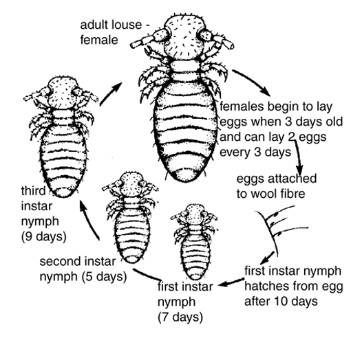 Sheep Lice Sheep-lice-lifecycle