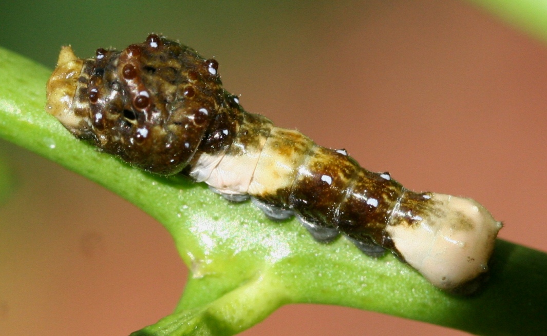 Giant Tree Grub Giant%20swallowtail%20caterpillar%20bay%20st%20louis%20101610