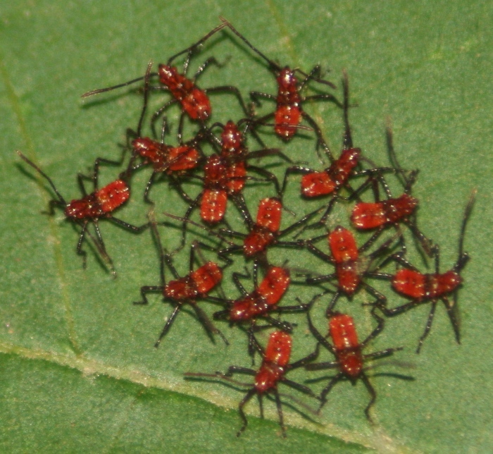 VENTING goes here!  (What went wrong thread) - Page 2 Leaffooted%20bug%20nymphs%20johnston%20mill%2053107