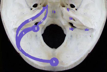 Foramen jugulaire et sinus pétrux Sch.32