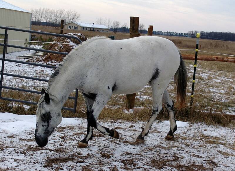 CONCOURS PHOTOS: Les chevaux et la magie... - Page 3 DSC02194_op_800x583