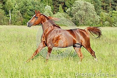 DONS PHOTO & SITES. bis Chestnut-horse-runs-gallop-thumb16656443