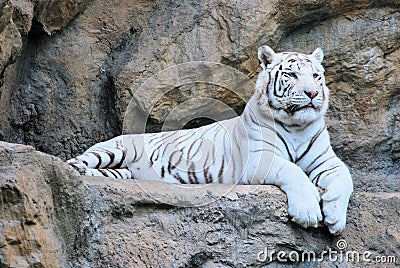 I životinje odmaraju Resting-white-tiger-thumb6082926
