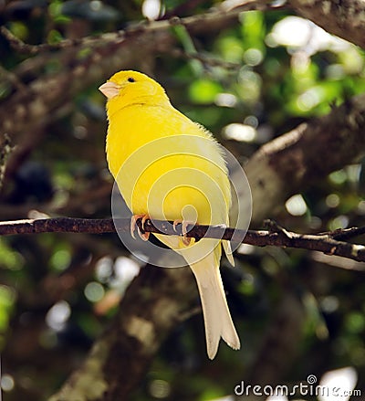  صور الكناري  الجميل Yellow-canary-thumb9120946