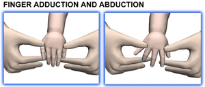 شلل ارب 8fingeradduction