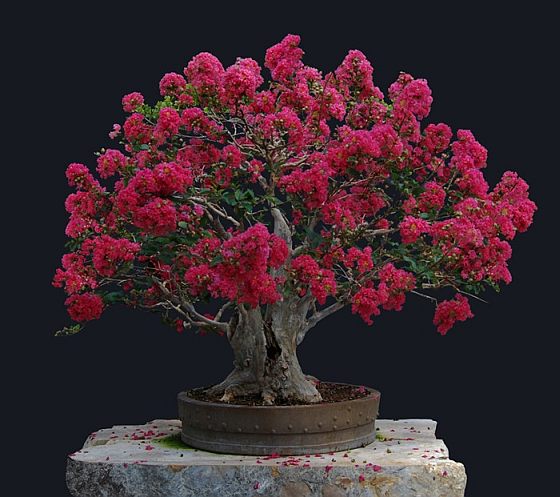 Bonsai - Page 3 1373956586m136