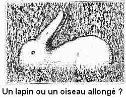 Images insolites....... 60ru3l5-lapin_ou_oiseau