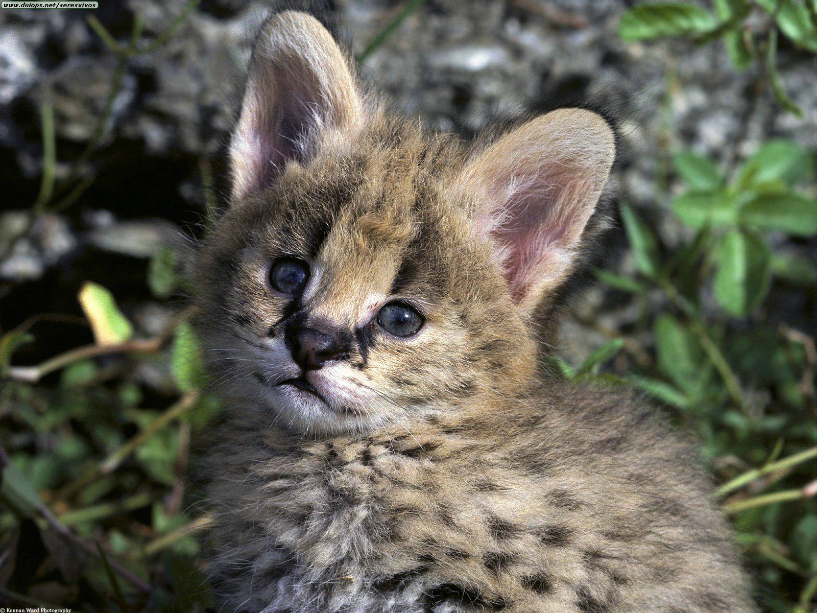 Slichice... African%20Serval%20Kitten