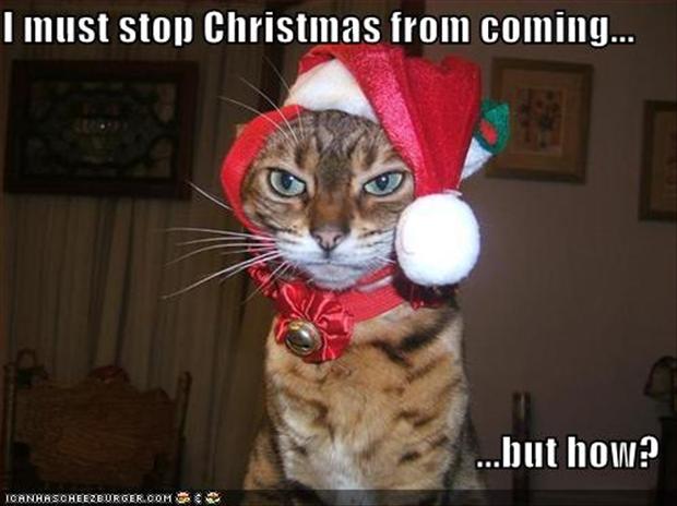 Père-Noël Surprise 2015 - Page 34 Funny-pictures-cat-stops-christmas