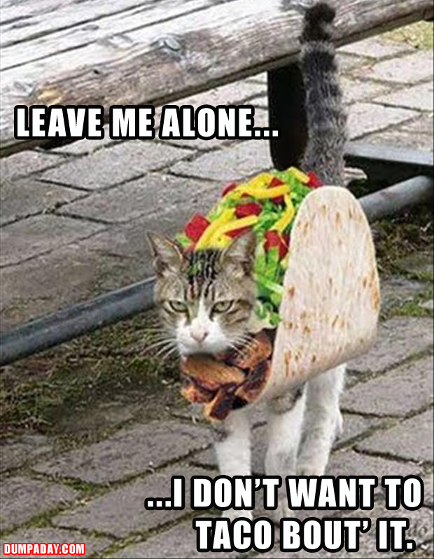 Funny Picture Thread - Page 2 Funny-cat-doesnt-want-to-taco-about-it