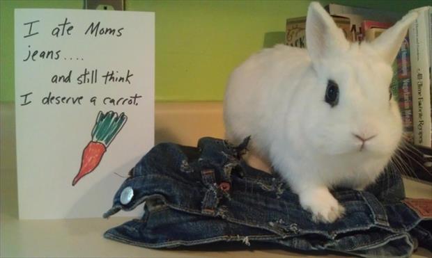 ANIMAL ANTICS! - Page 33 Bunny-shaming-meme-1