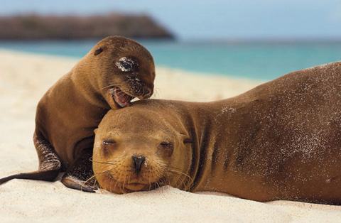 Belas Fotos de Animais Lontra