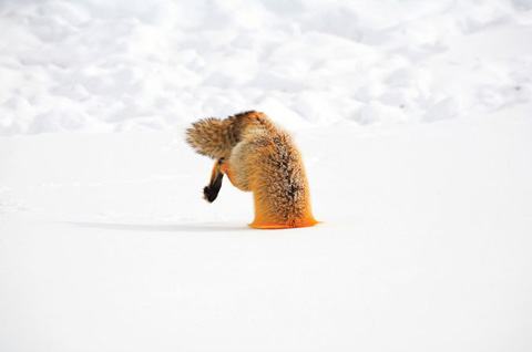 Belas Fotos de Animais Raposa