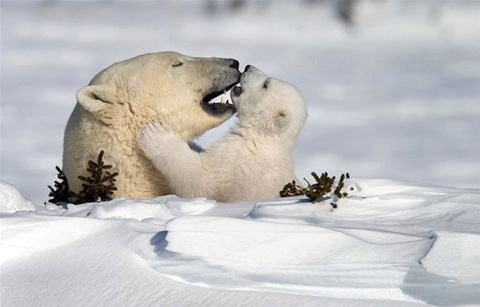 Belas Fotos de Animais Urso