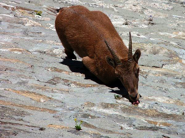 Imagens random Barragem-del-cingino-cabras-ibex-05