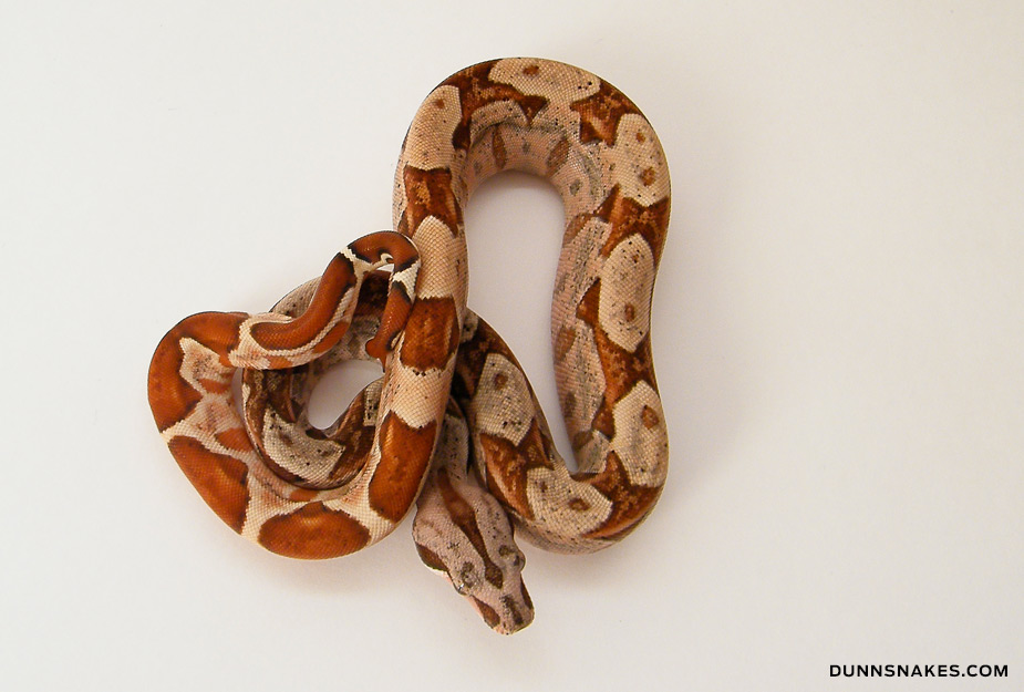 Plusieurs Boas constrictor Mot09_01