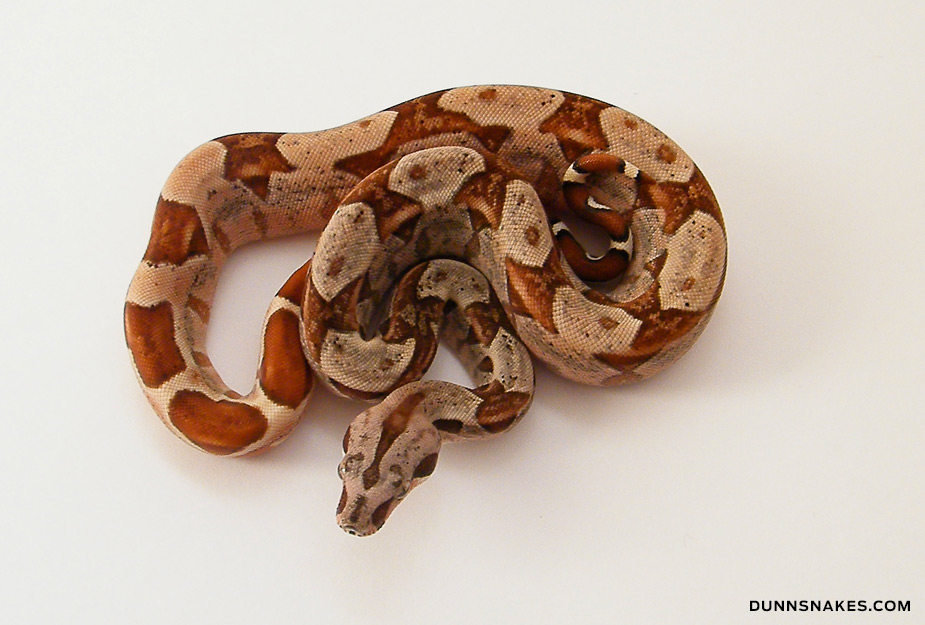 Plusieurs Boas constrictor Mot09_03