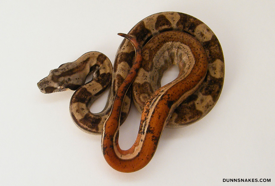 Plusieurs Boas constrictor Mot04_04