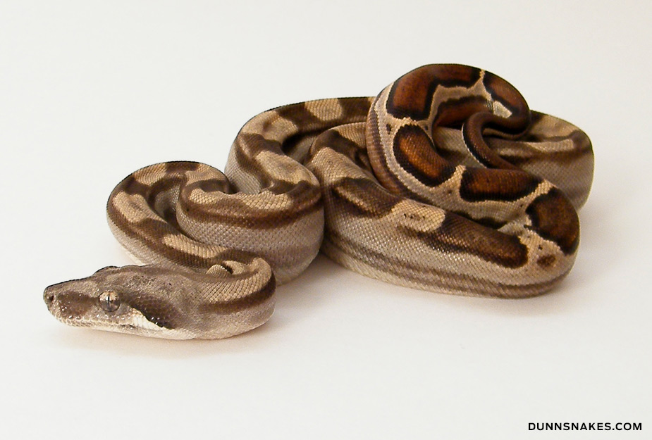 Plusieurs Boas constrictor Mot01_04