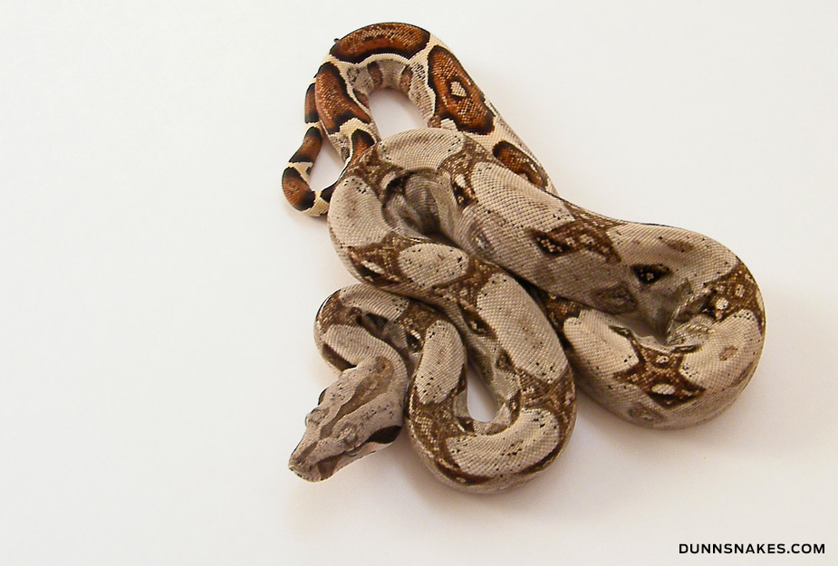 Plusieurs Boas constrictor Mot11_01